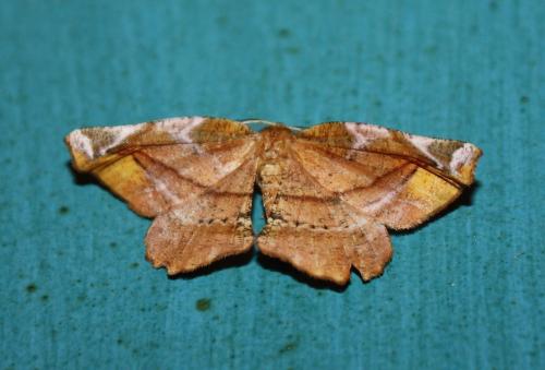 Apeira syringaria